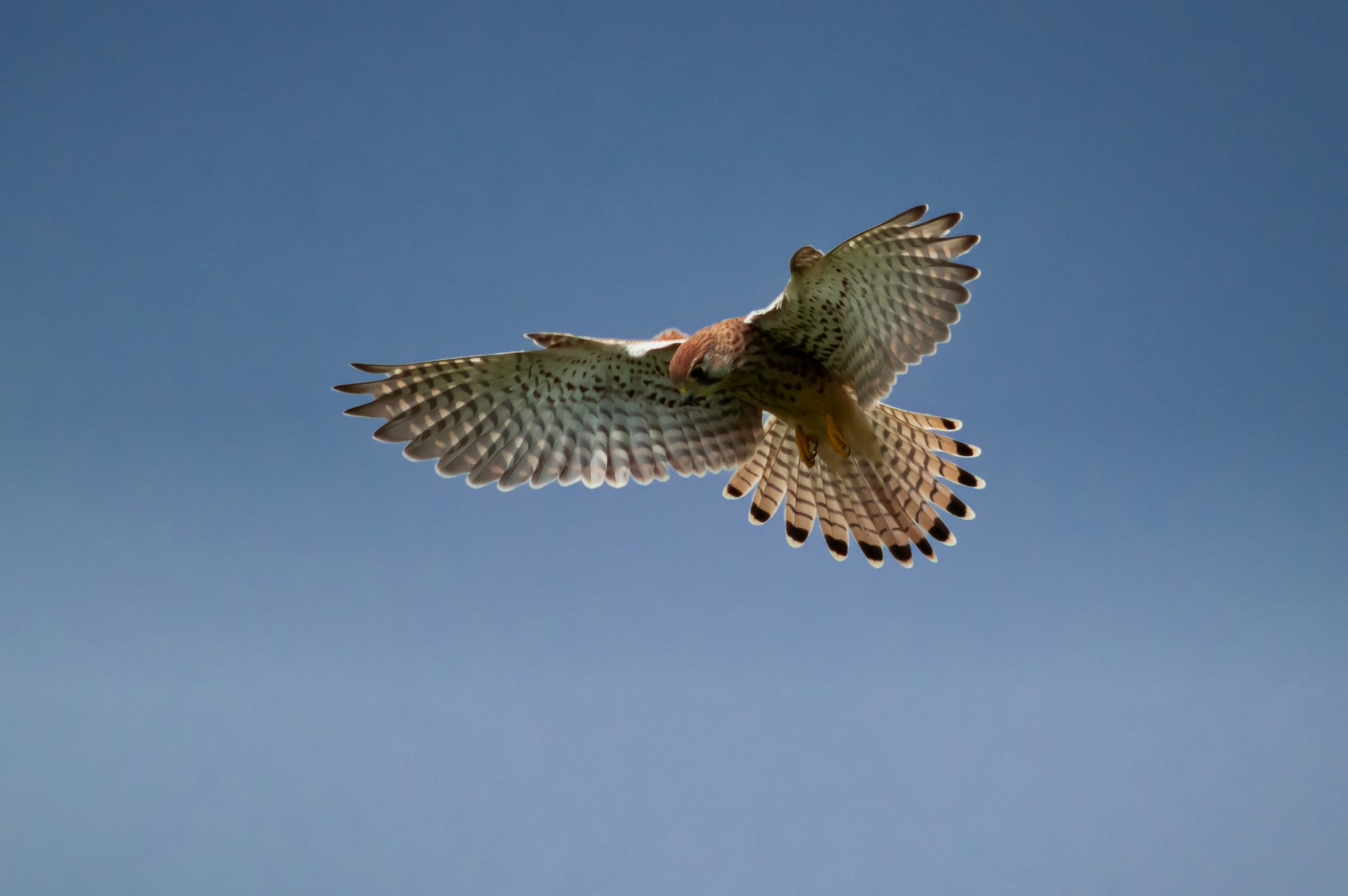 A hawk in flight against a pale sky