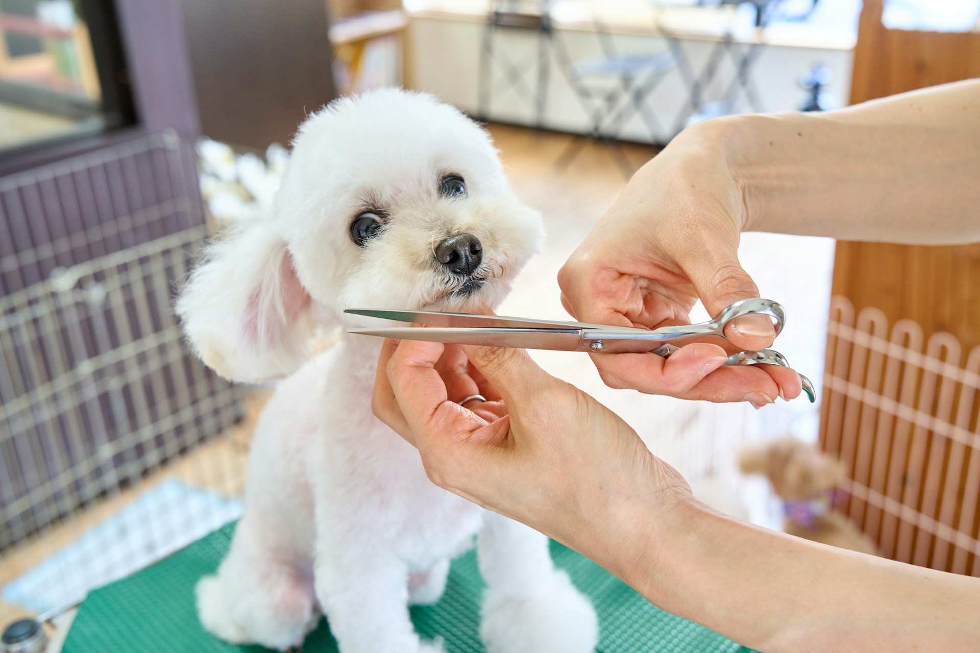 Pet Grooming Appointment