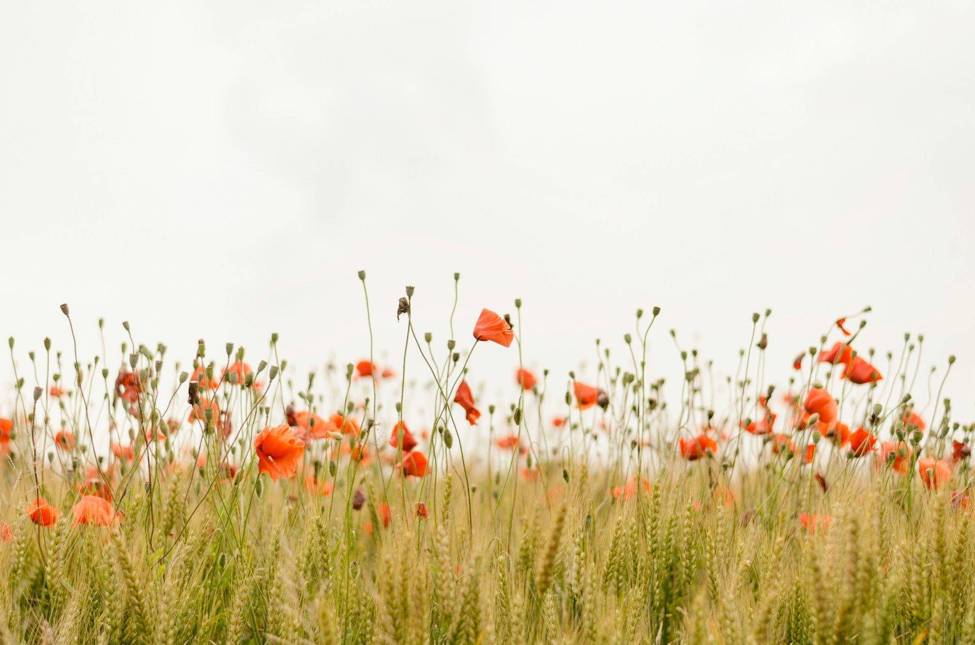 Flower Nature