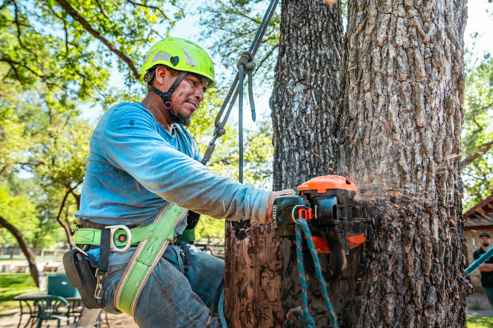 Tree Trimmer