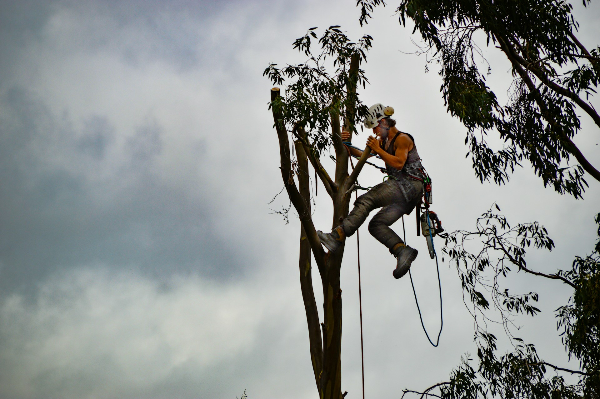 Tree Trimmers