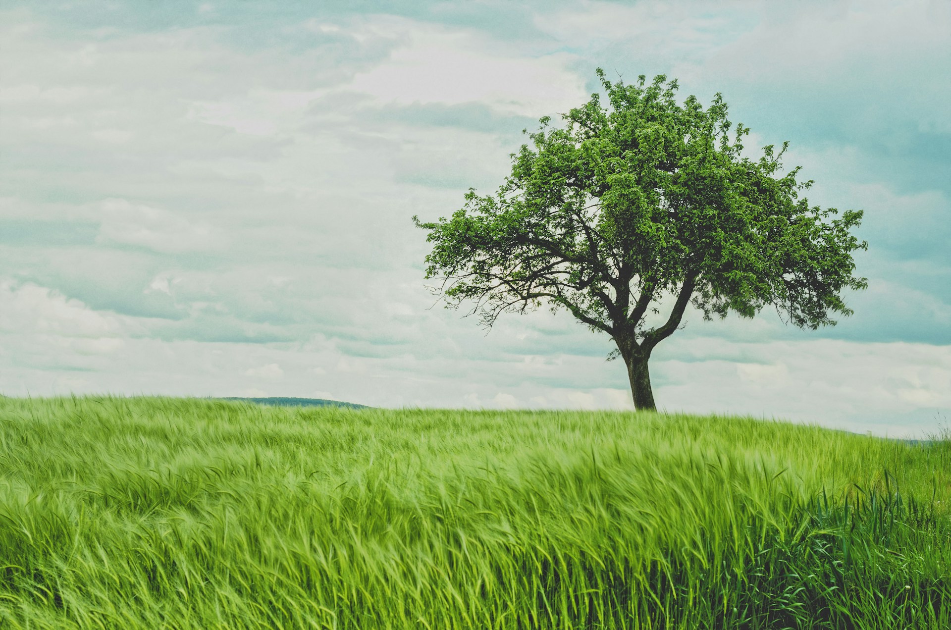Trees