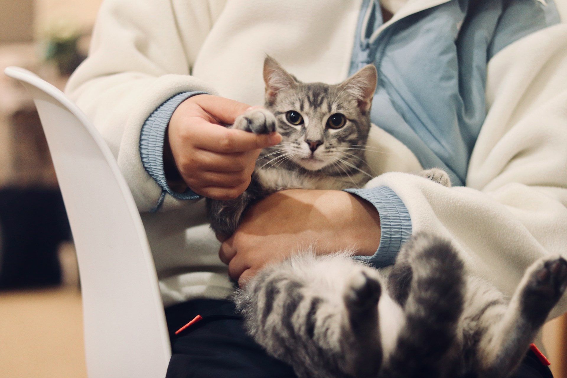 Vet Cat
