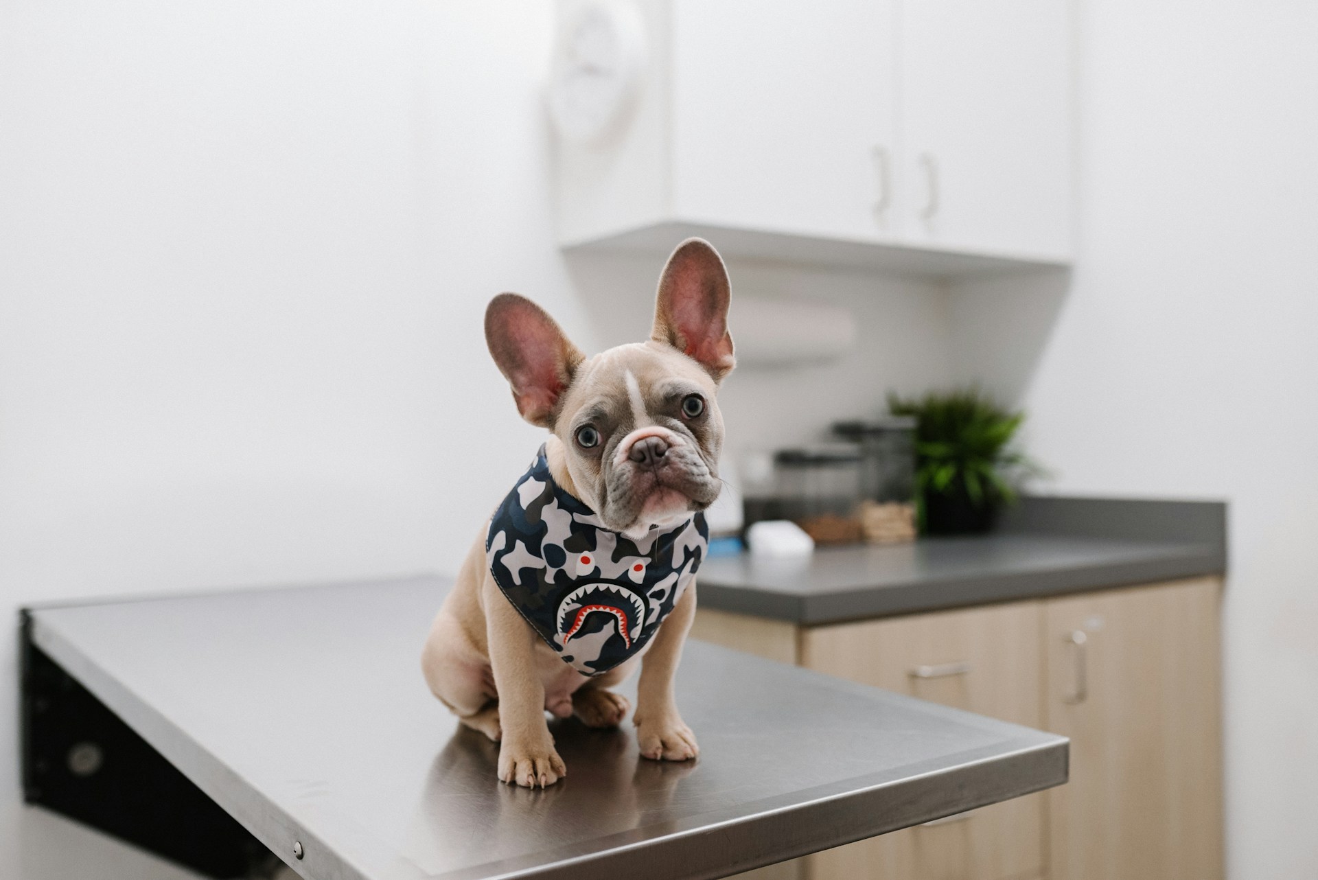Vet Dog